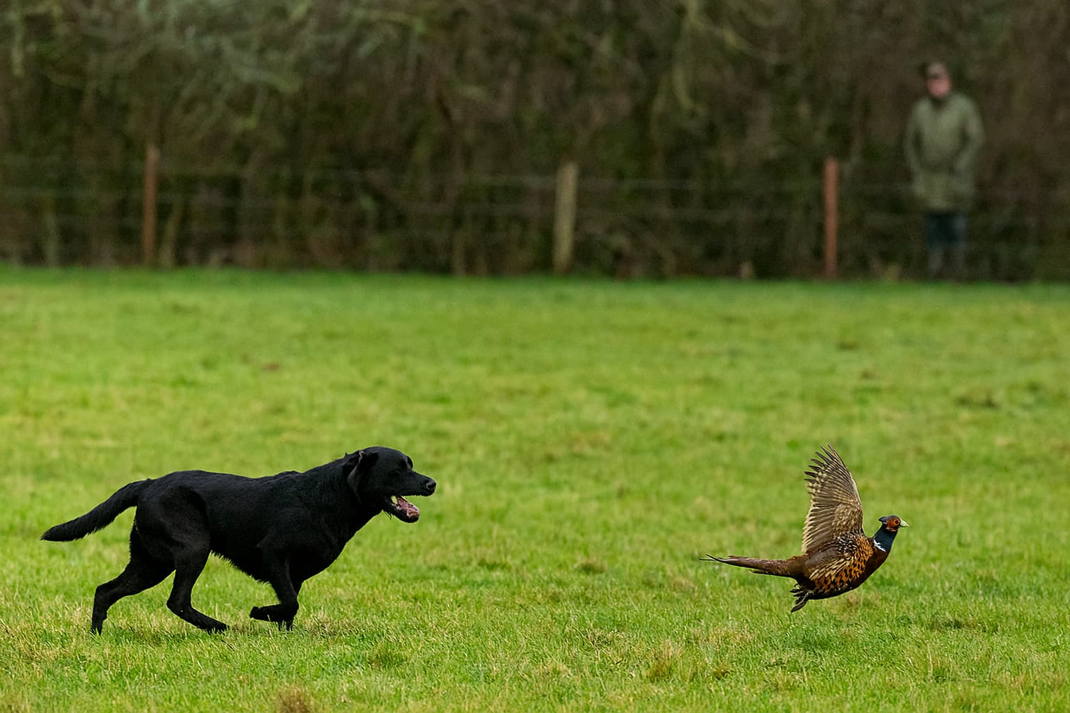 Practical J-Regs: What Happens When a Dog Runs In?