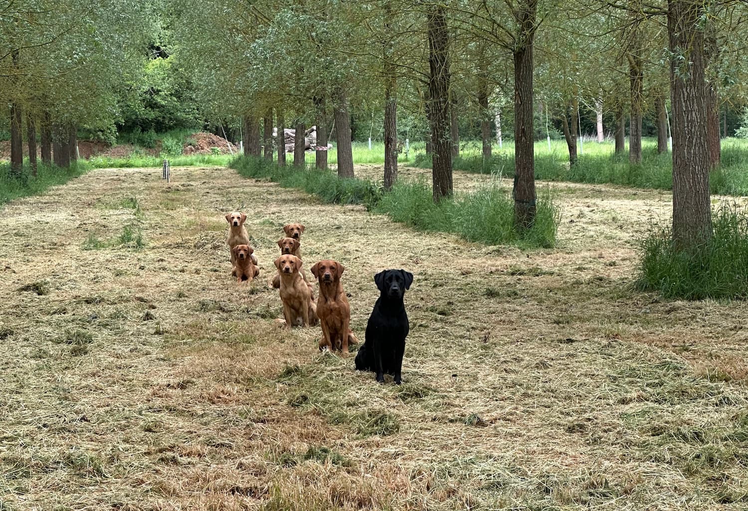 Building Steadiness in Young Gundogs