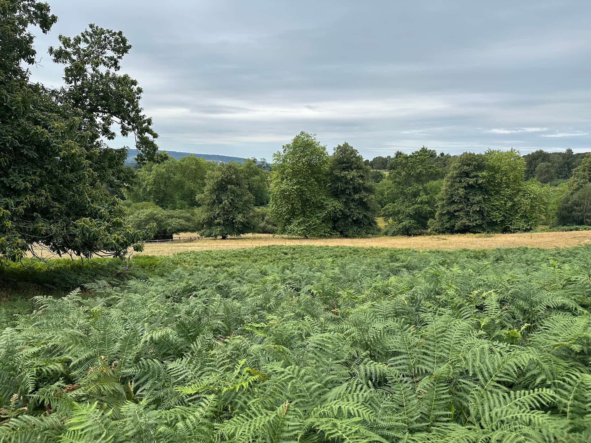 Bird Not Found — Is It Bad Luck or Elimination?